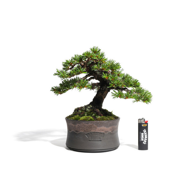 五葉松　-Japanese white pine-　（推定樹齢40年）-M0018- 詳細画像